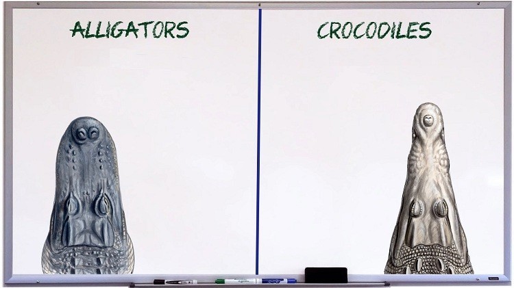 Các loại dây da đồng hồ cá sấu thường gặp trên thị trường